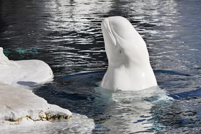 149 San Diego, Seaworld, Beluga.jpg